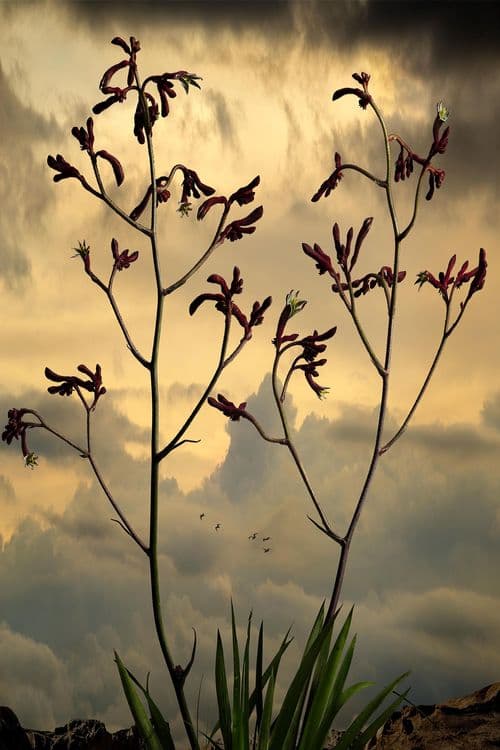 Simon Cardwell-81